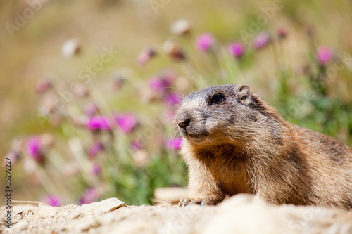 Parco Nazionale dello Stelvio - Marmotta photo