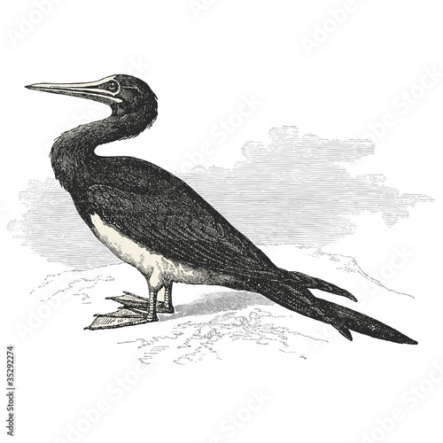 Petrel