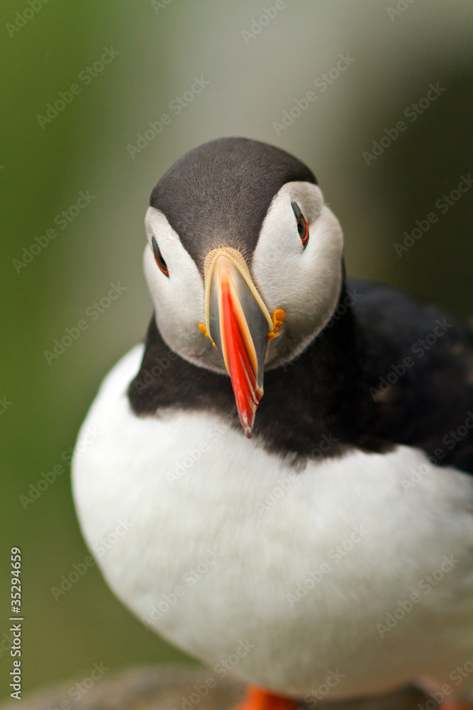 Naklejka premium Puffin