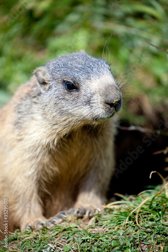 Wallpaper Mural marmotta Torontodigital.ca