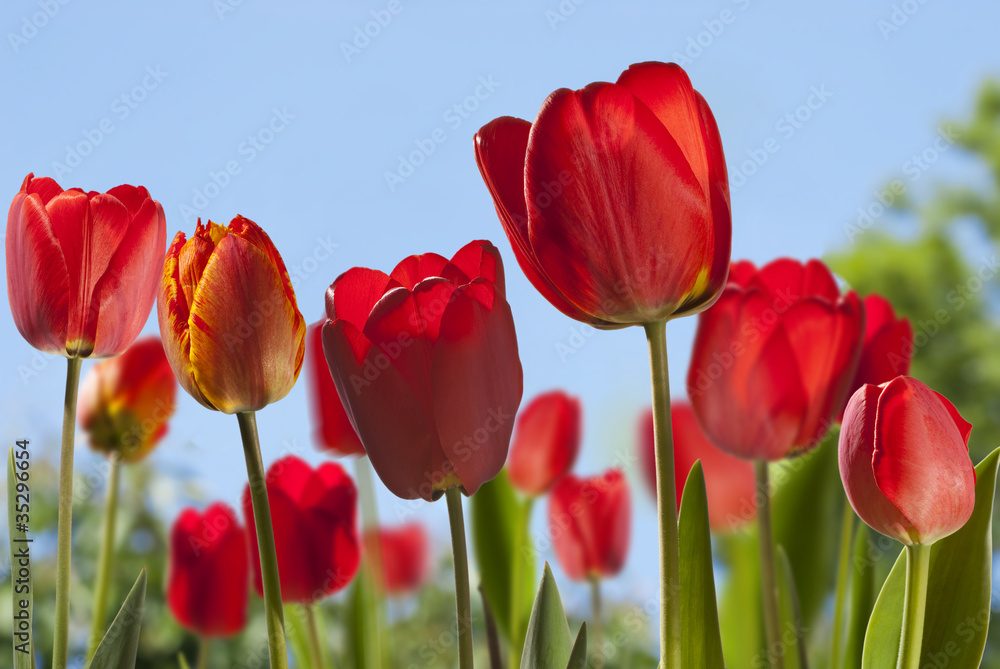 Fototapeta premium Background with tulips