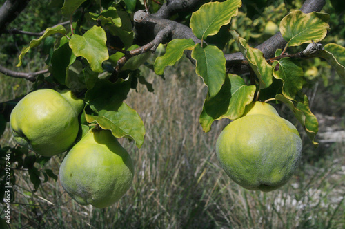 Photography Des coings sur une branche de cognassier