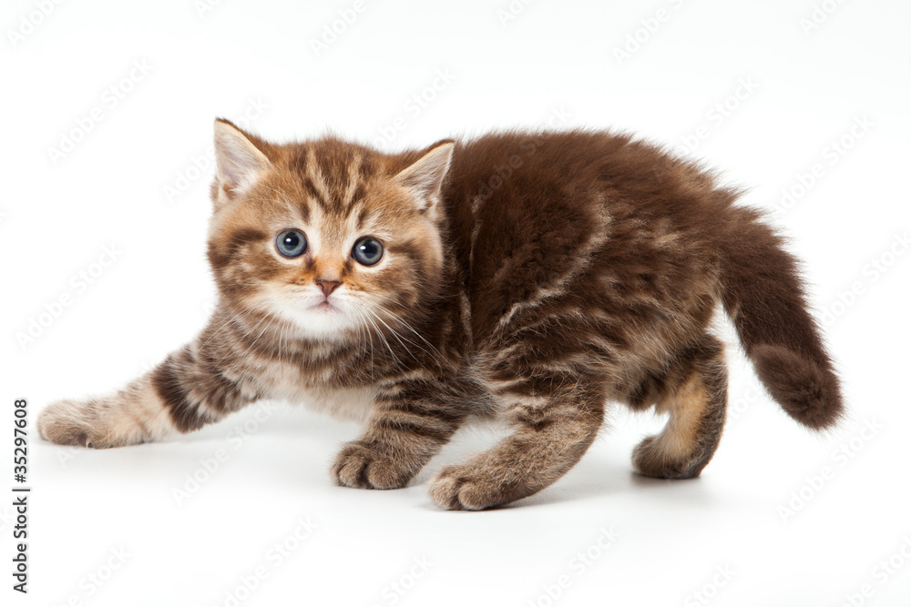British kitten on white background British kitten on white background