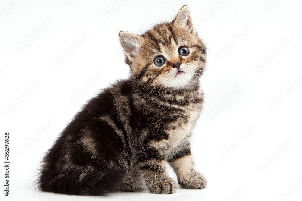 British kitten on white background