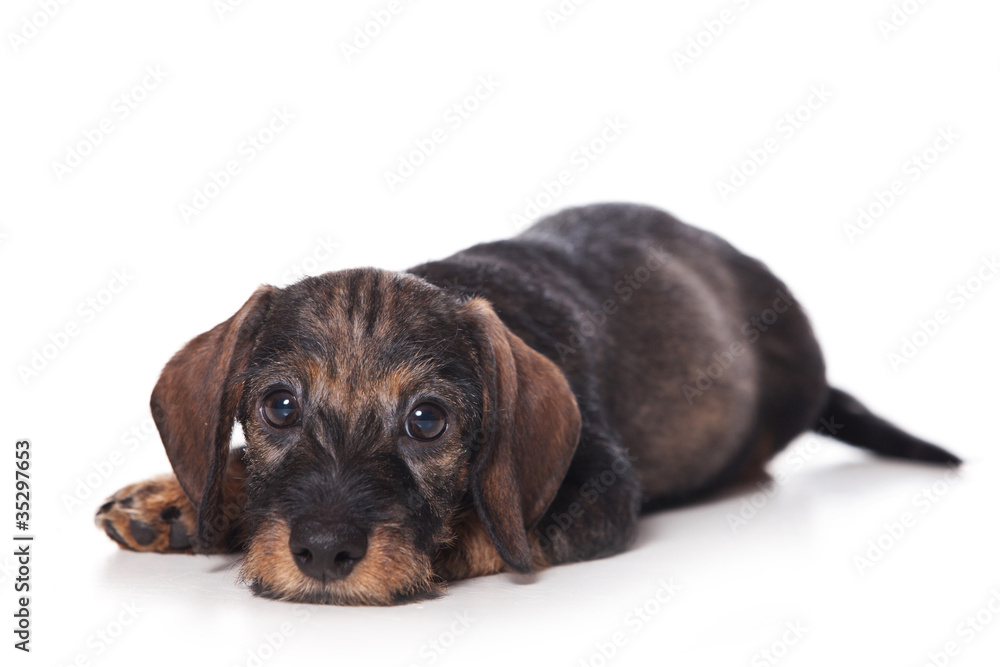 Fototapeta premium Dachshund puppy on white background