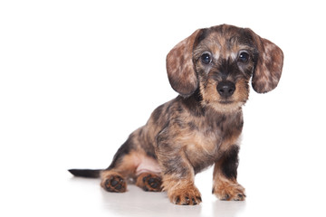 Dachshund puppy on white background