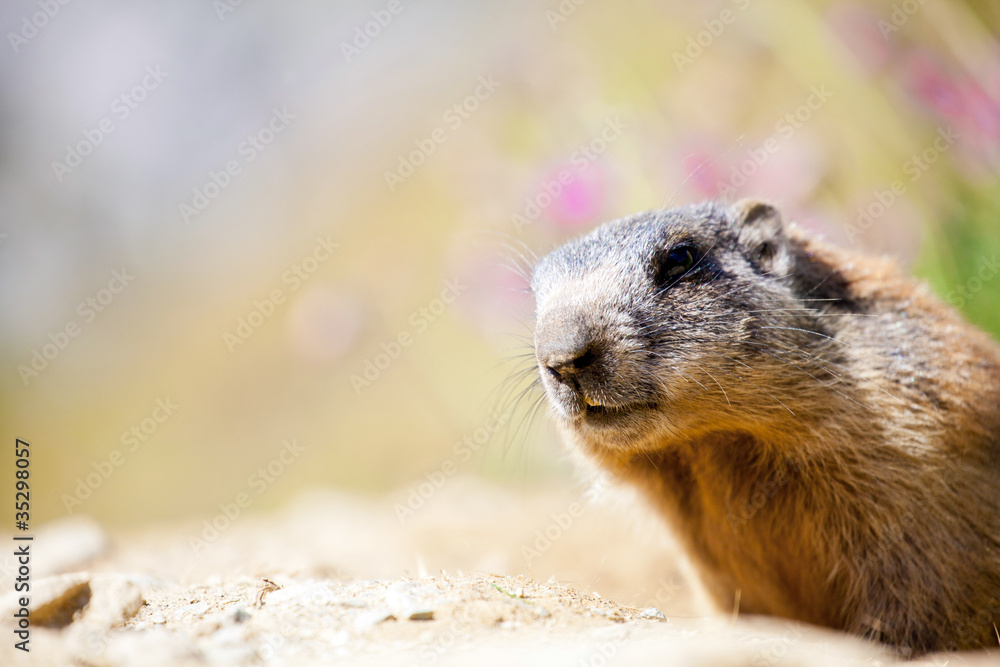 marmotta curiosa marmotta curiosa