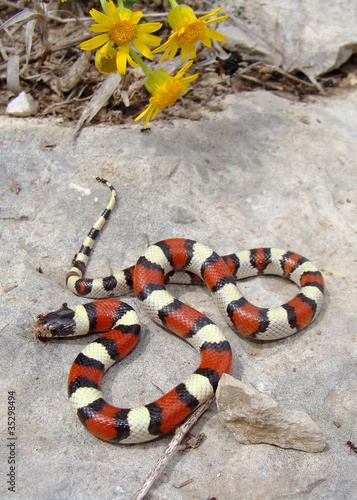 Colorful snake and wildflowers, Central Plains Milk Snake