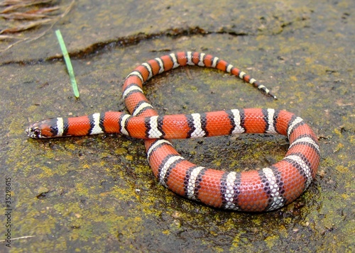 Juvenile Red Milk Snake, with lizard in belly