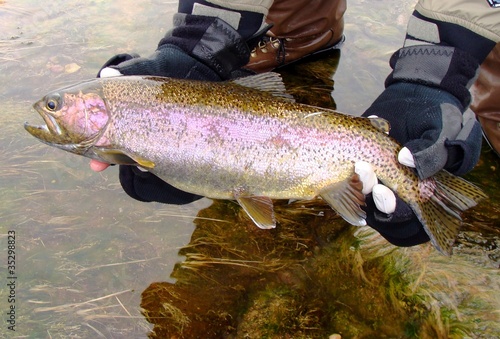 Fototapeta Naklejka Na Ścianę i Meble -  Releasing a Rainbow Trout caught fly fishing in the cold