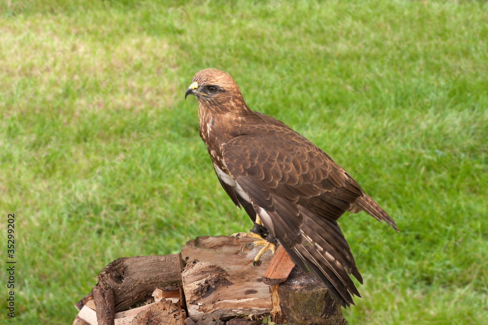 Harris hawk perched on a pile of logs Harris hawk perched on a pile of logs
