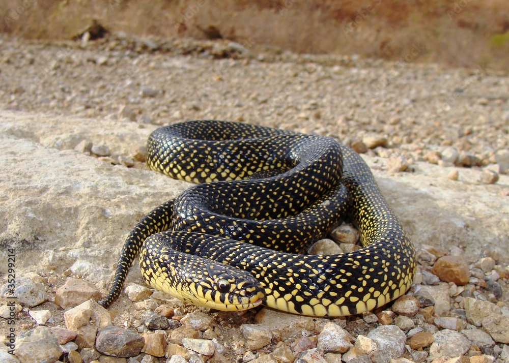 Fototapeta premium Kingsnake on dirt road, Lampropeltis getula holbrooki