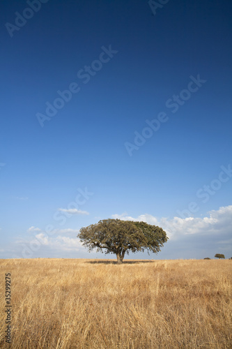 single tree in the field - Alentejo - Portugal