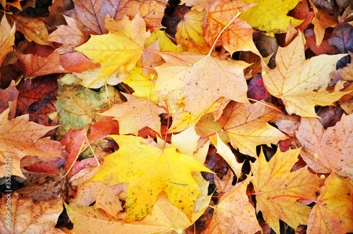 Leaves carpet