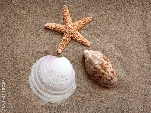 Muscheln und Seestern