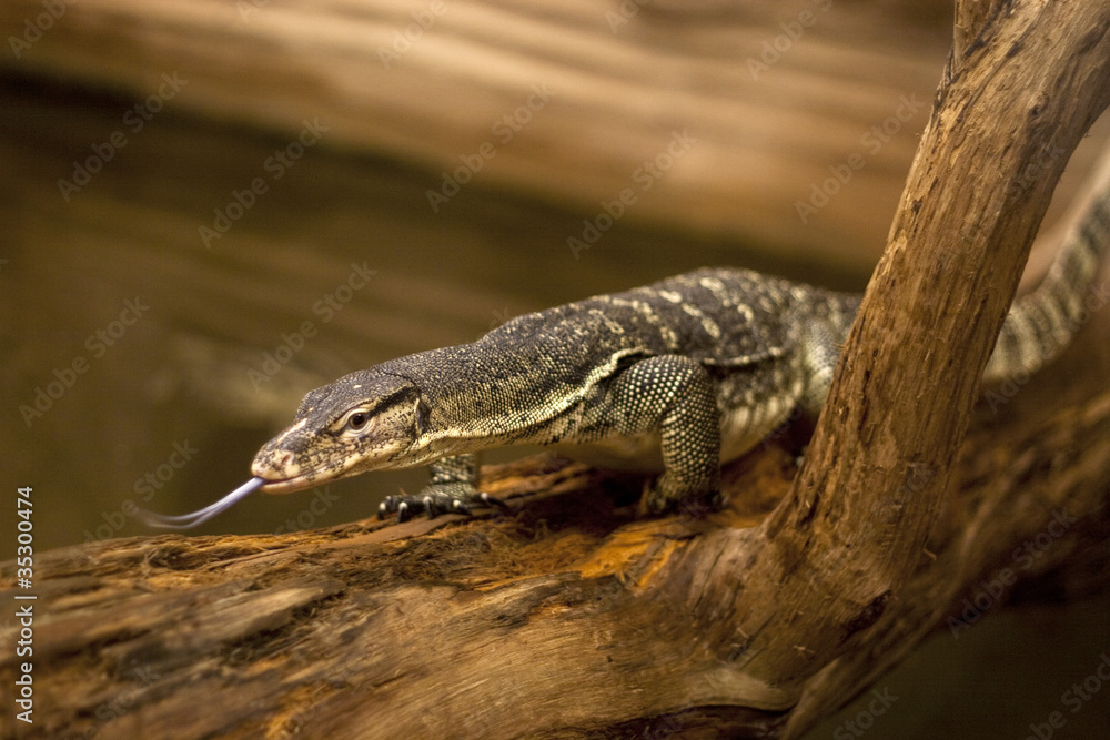 Obraz premium Varan