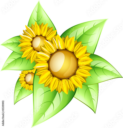 Tournesols