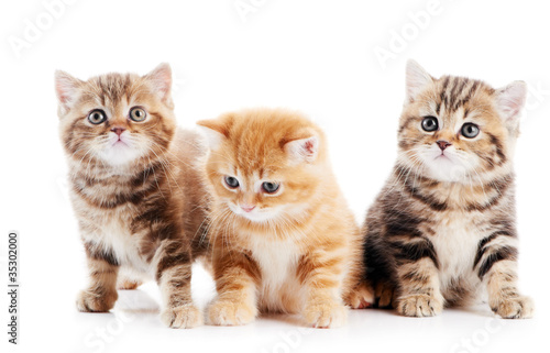 Fototapeta Naklejka Na Ścianę i Meble -  little british shorthair kittens cat