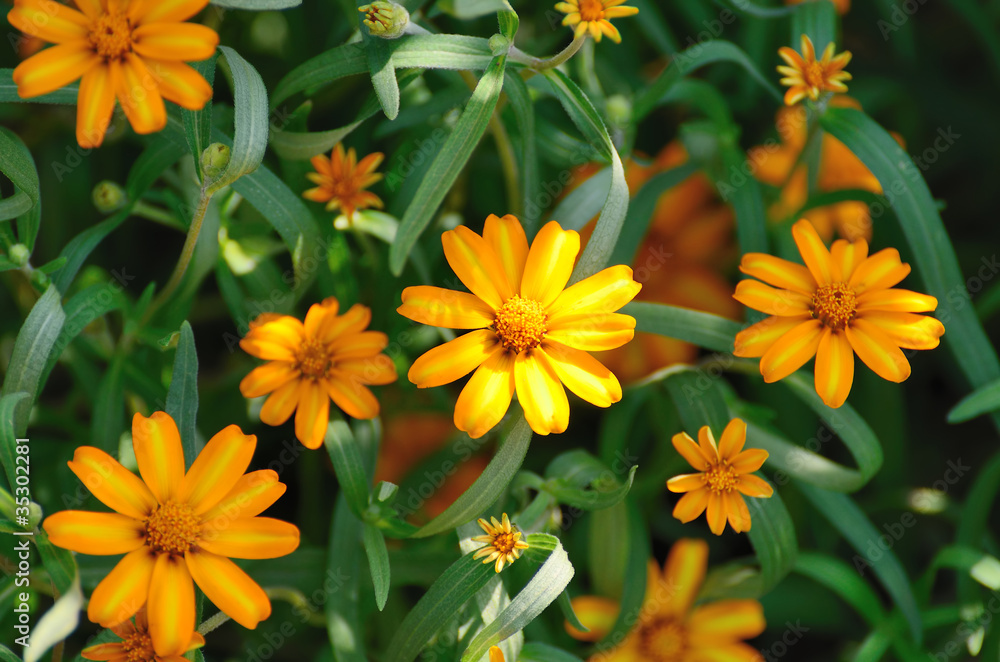 Fototapeta premium ホソバヒャクニチソウ