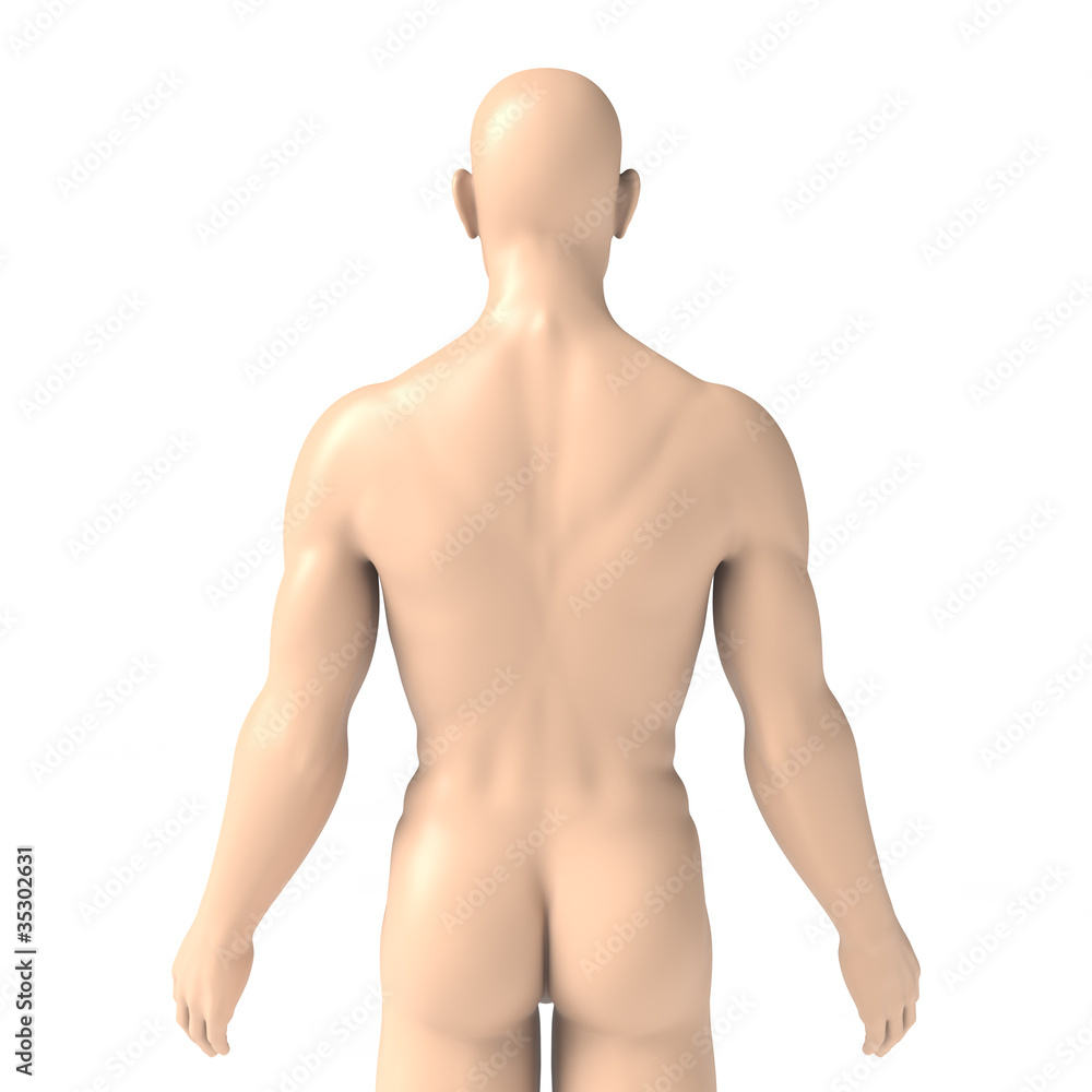 Fototapeta premium Männlicher Oberkörper – Rücken