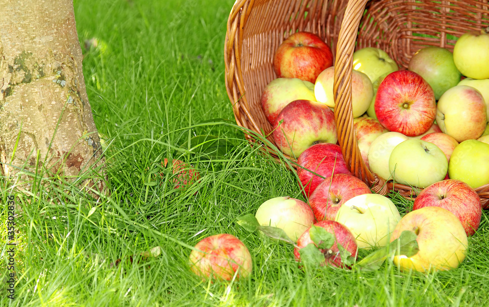 Äpfel im Gras Äpfel im Gras