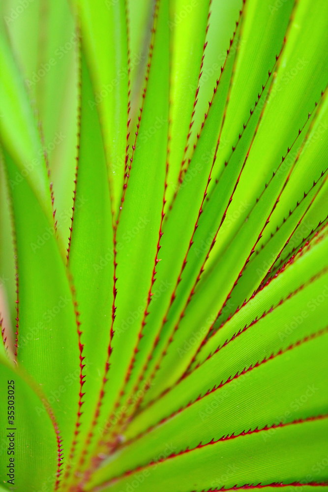 green leaf as background green leaf as background