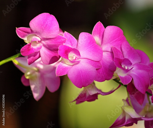 Beautiful orchid flowers