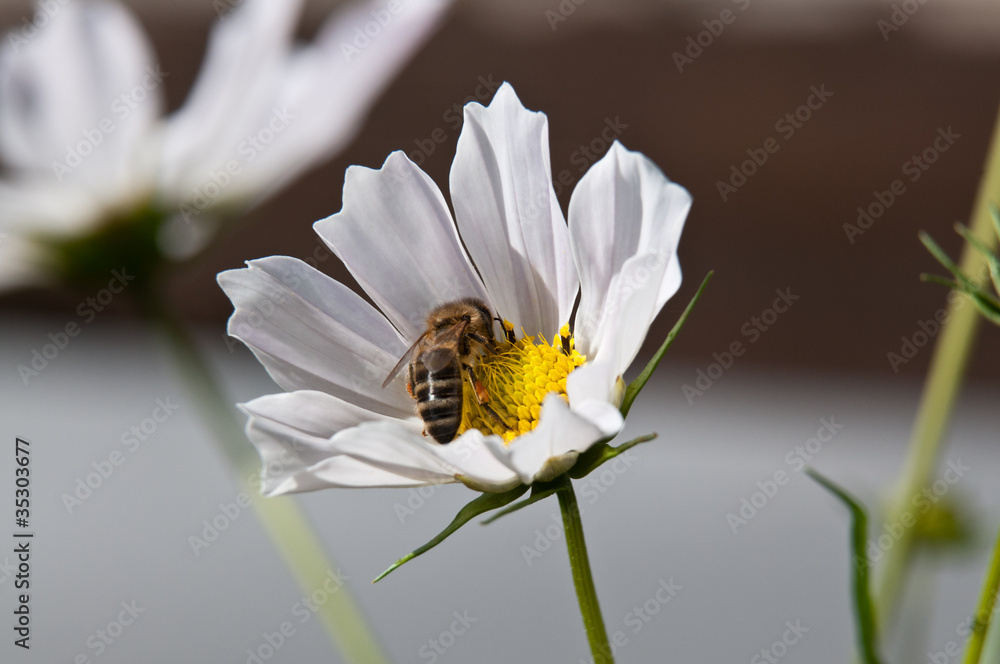 Obraz premium weiße Blume mit Biene