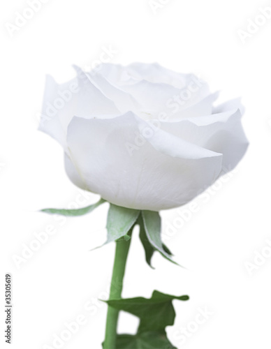 Gentle fresh rose with ligh...