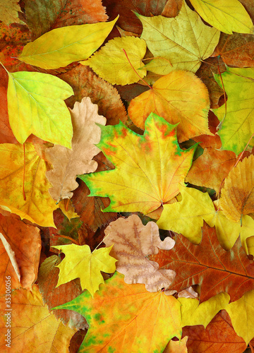 Various yellow leaves lie on a ground, vertical autumn background