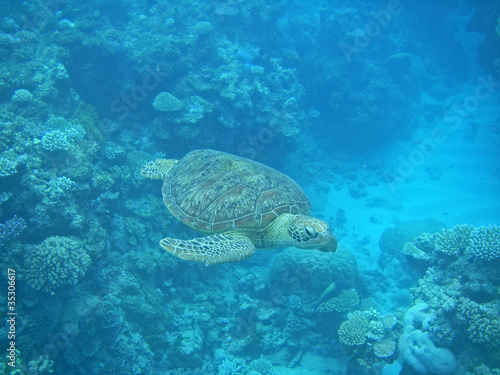 Green Turtle swimming in Great Barrier Reef  Australia