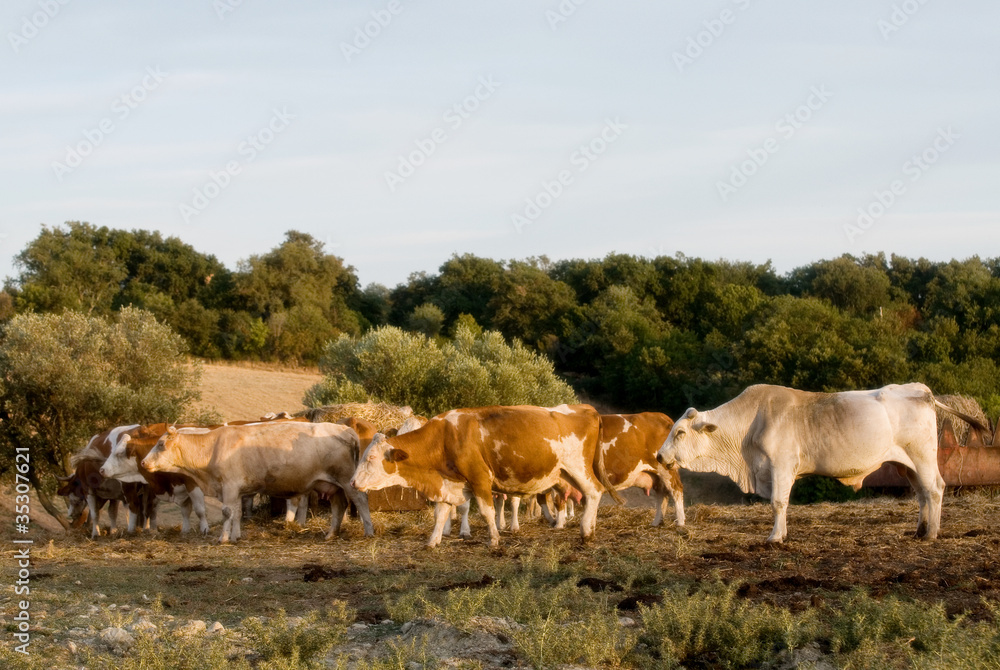 vacche al pascolo