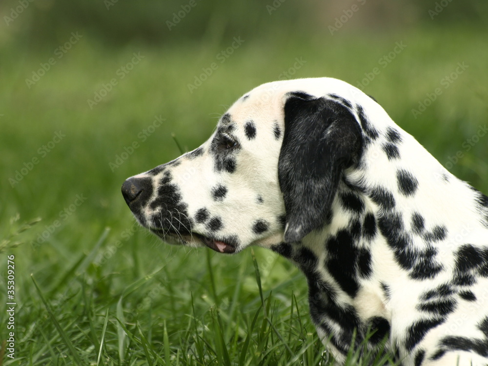 dalmata dalmata