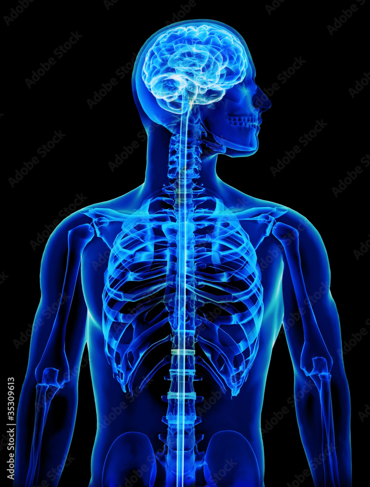 X-ray with brain and spinal cord concept X-ray with brain and spinal cord concept