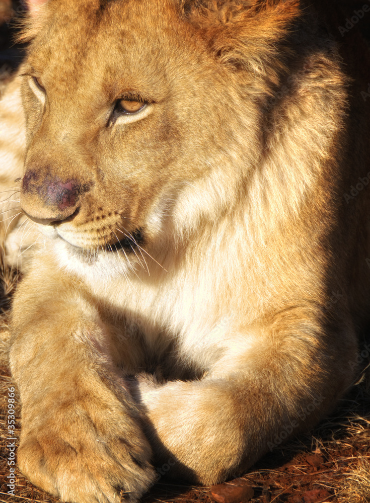 Obraz premium Amazing Lion in wildlife - Zimbabwe, Africa