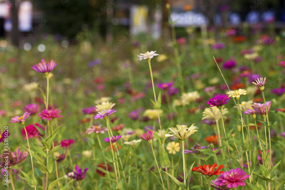 Obraz premium colorful flower