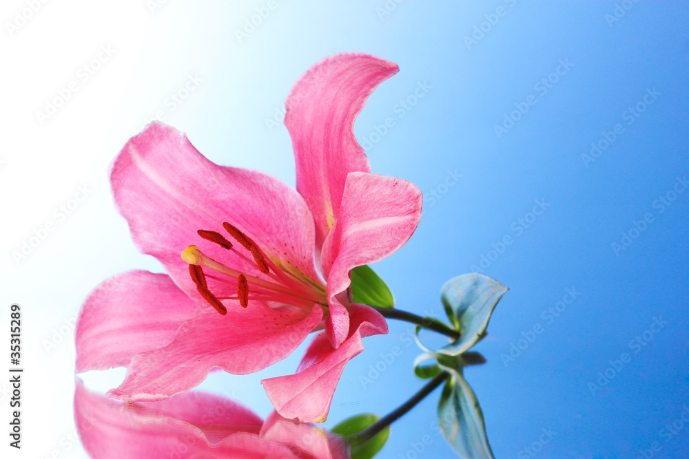 Pink lily flower on blue background with reflection