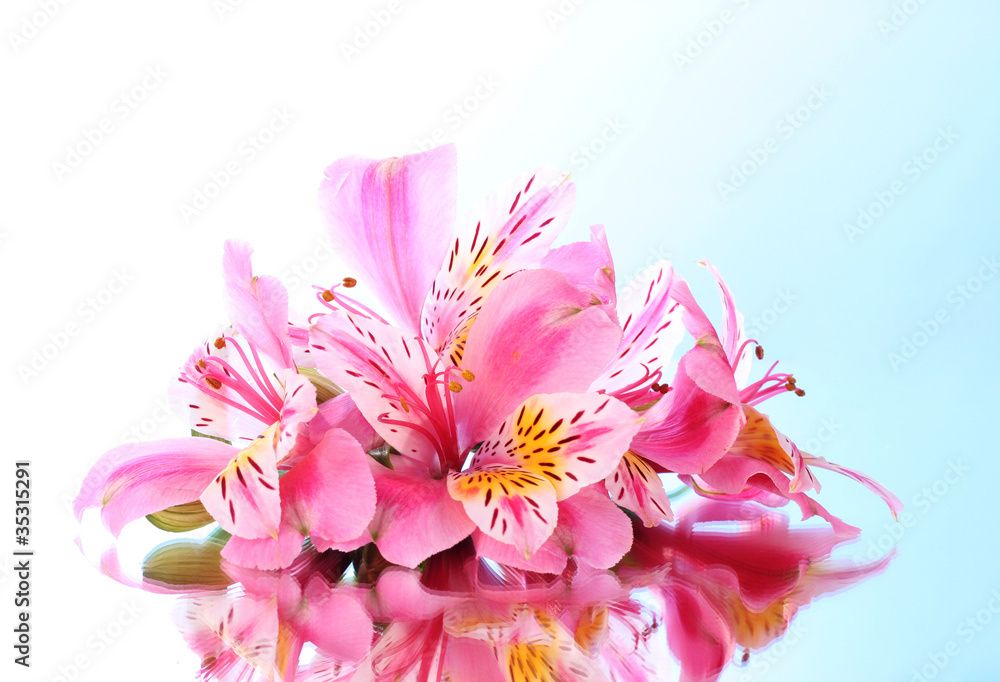 Pink lily flower on blue background with reflection