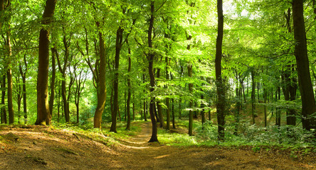 Papier peint photo Le salon Sentier boisé en plein été  © Inga Nielsen