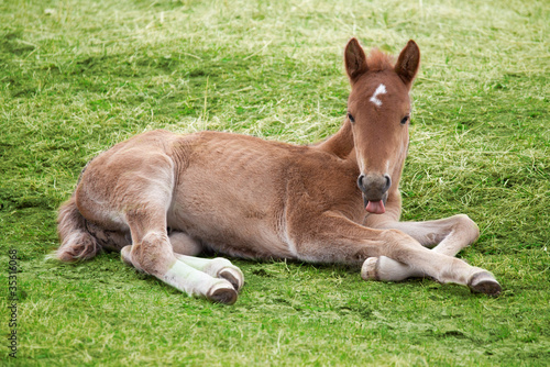Little foal