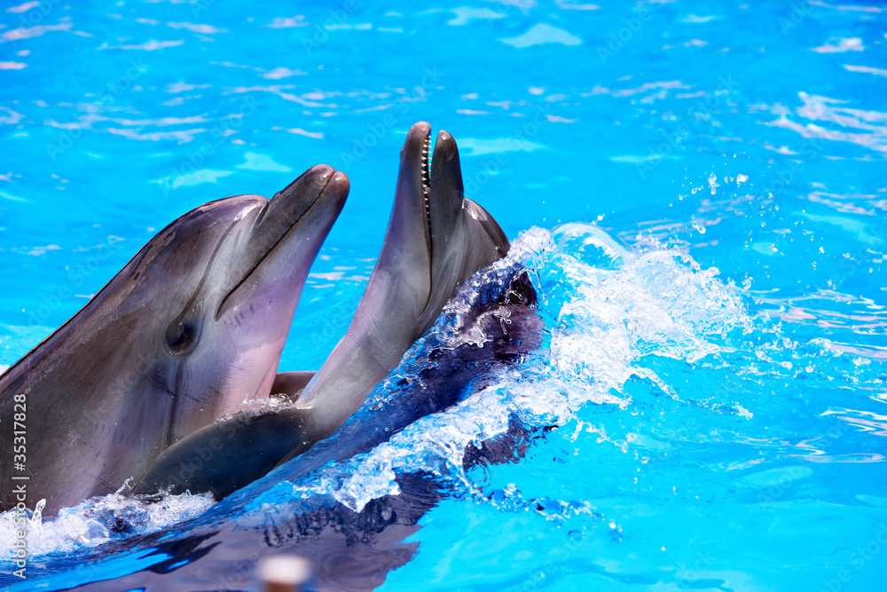 Obraz premium Couple of dolphin in blue water.