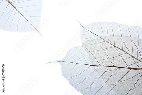 Leaf  rubber tree.
