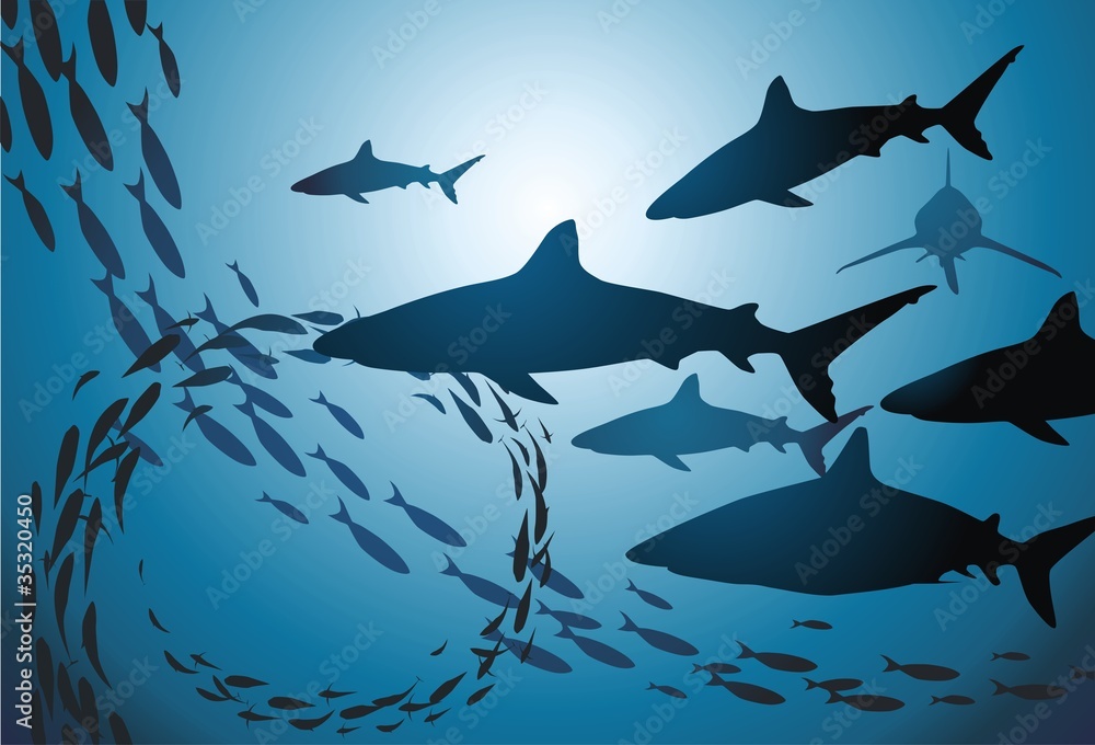 Obraz premium Sharks