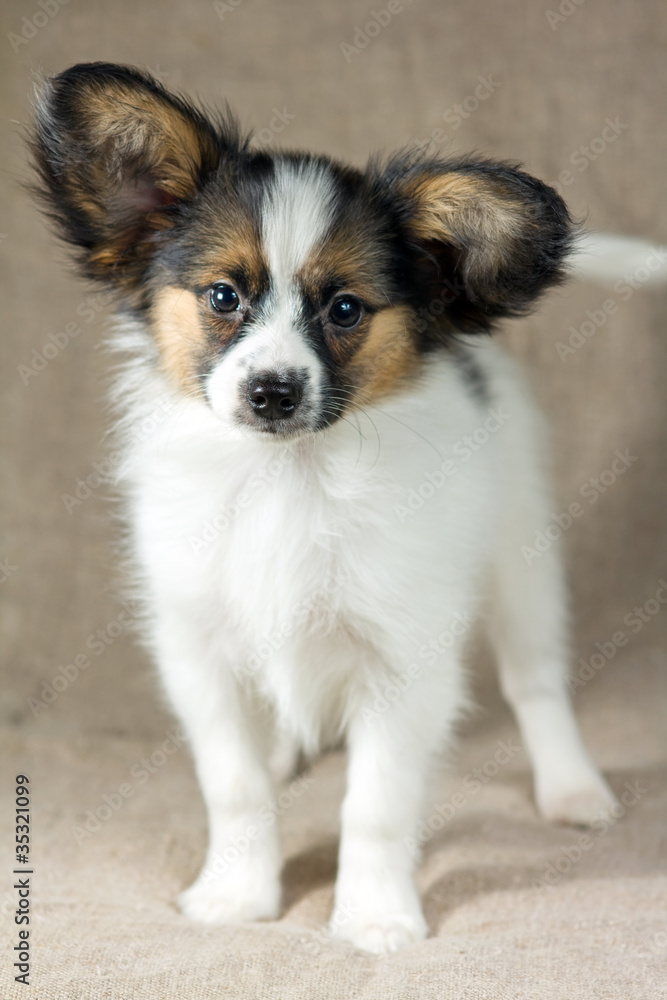 Puppy Papillon