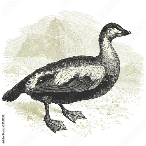 Canard Eider
