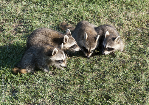 Family of Raccoons