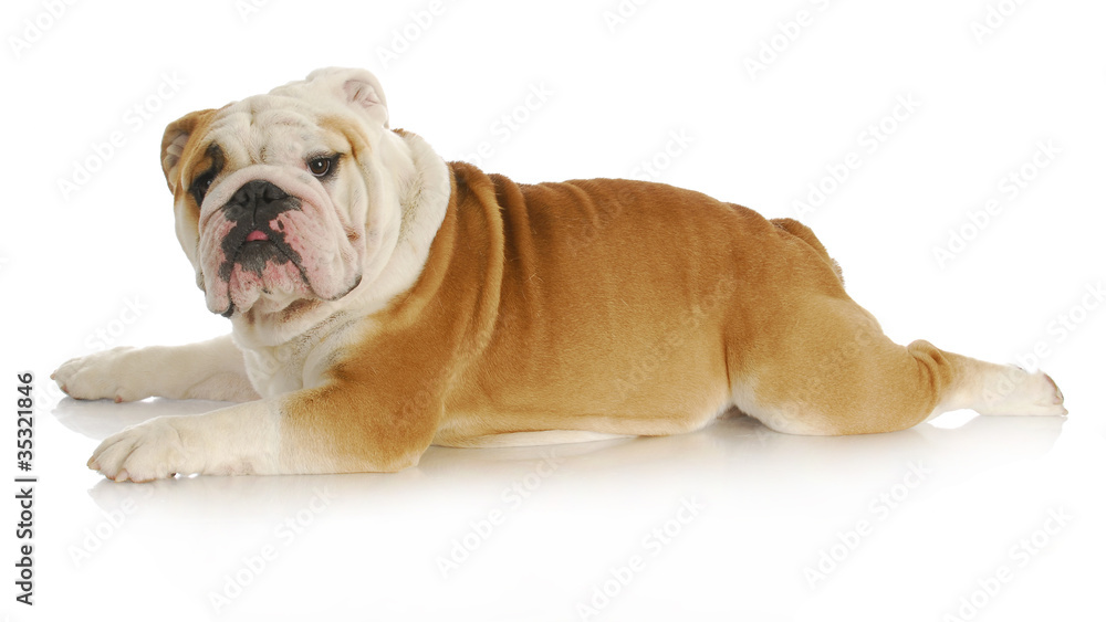 Obraz premium dog stretched out