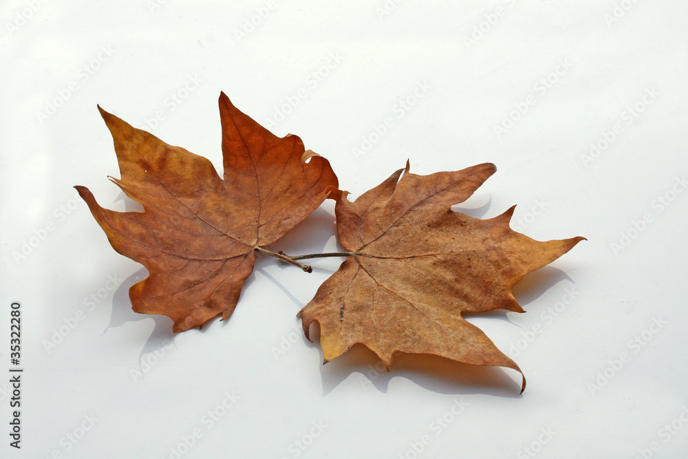 2 feuilles de platane