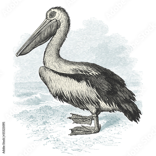 Pelican