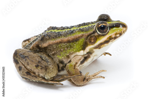 Rana ridibunda. Frog on white background